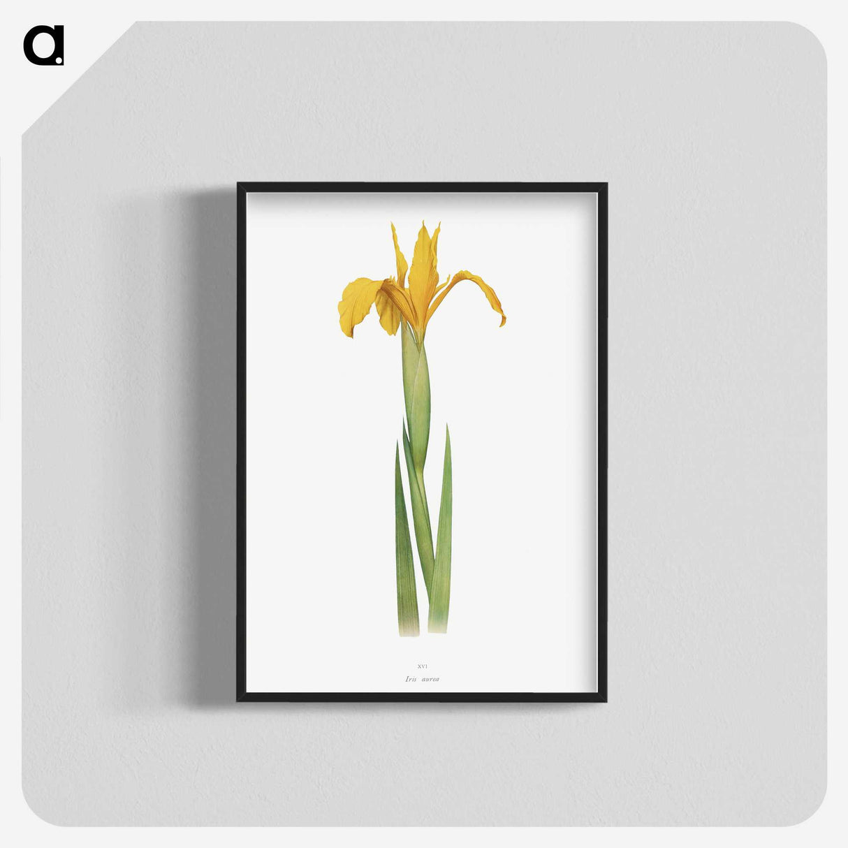 1-30_The-Genus-Iris_blk-crop