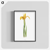 1-30_The-Genus-Iris_blk-crop