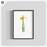 1-30_The-Genus-Iris_blk