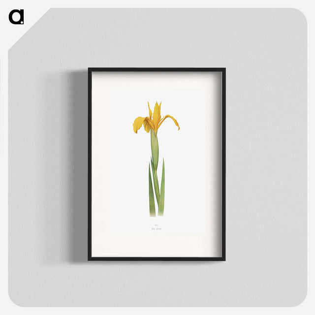 1-30_The-Genus-Iris_blk