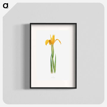 Iris Aurea from The Genus Iris
 - アヤメ属 Poster.