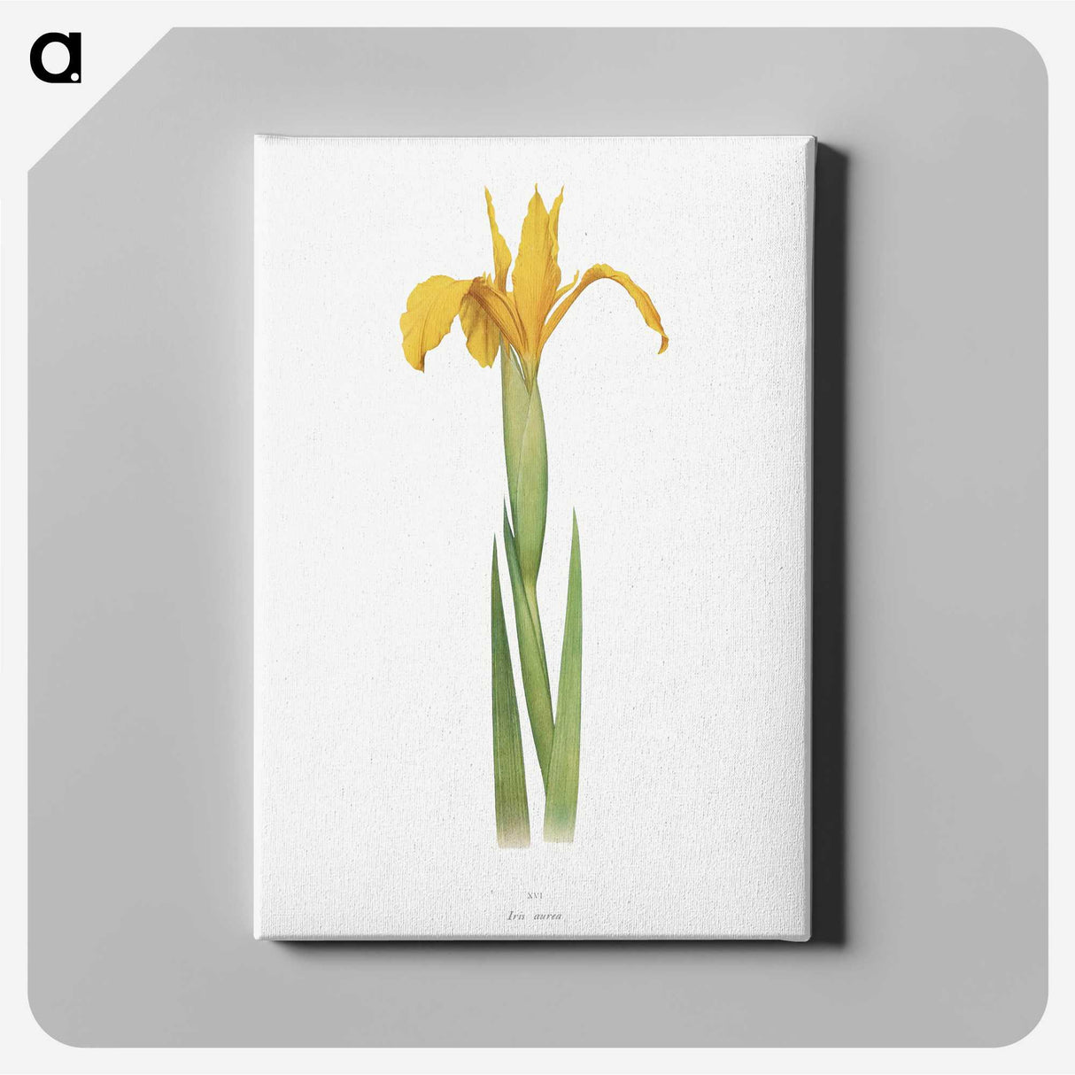 1-30_The-Genus-Iris_canvas