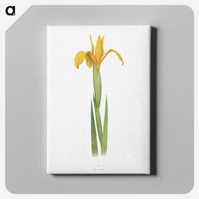 1-30_The-Genus-Iris_canvas