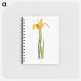アートメモ帳-Iris Aurea from The Genus Iris
 - アヤメ属 Memo.