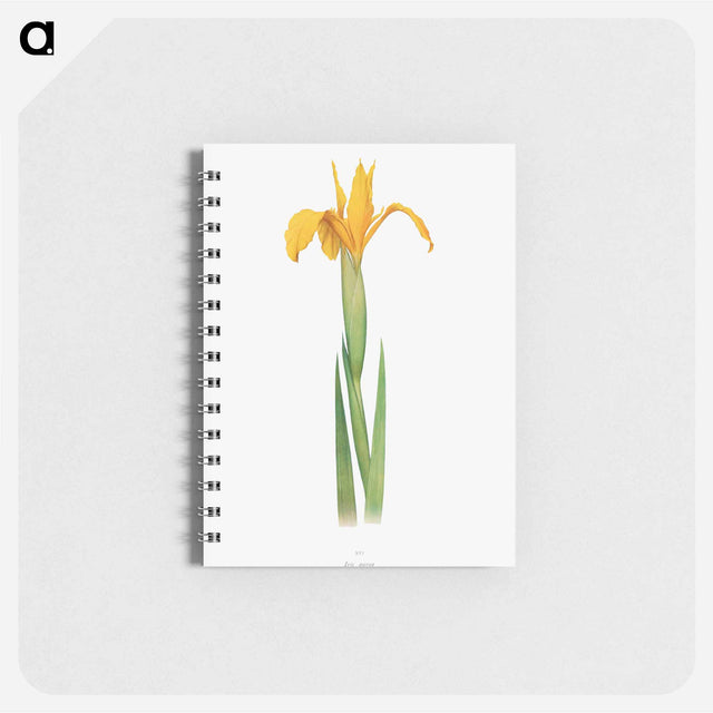 アートメモ帳-Iris Aurea from The Genus Iris
 - アヤメ属 Memo.