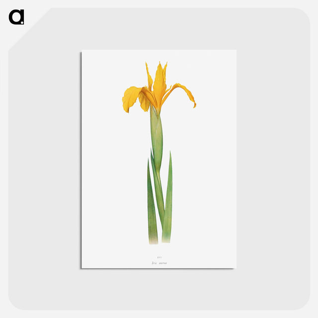 アートポストカード-Iris Aurea from The Genus Iris
 - アヤメ属 Postcard.