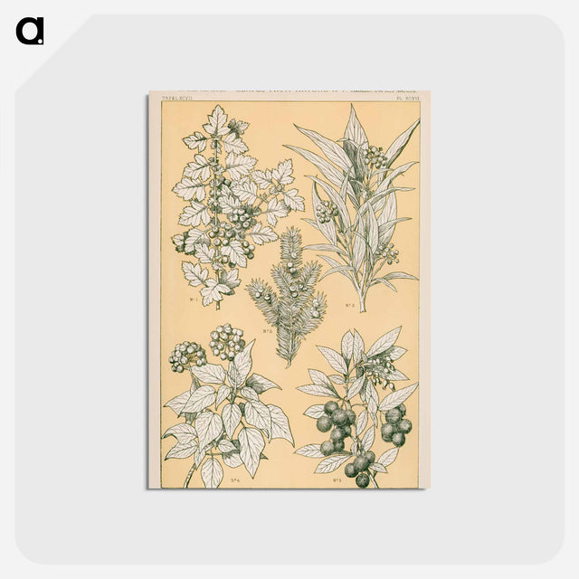 アートポストカード-Nineteenth-Century Ornament
 - 装飾の文法 Postcard.