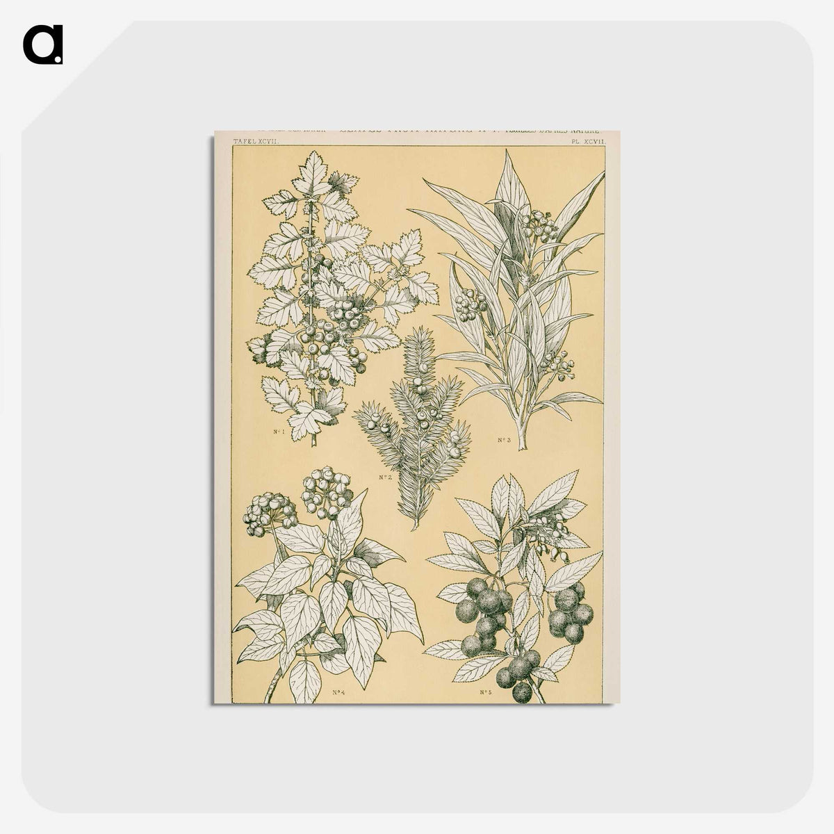 1-30_The-Grammar-of-Ornament_postcard