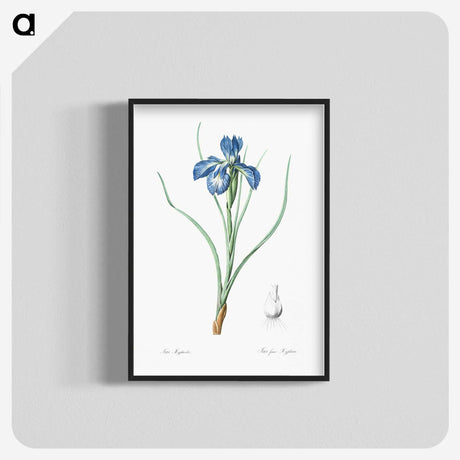 1-30_The-Lilies_blk-crop