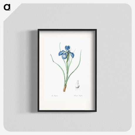 1-30_The-Lilies_blk