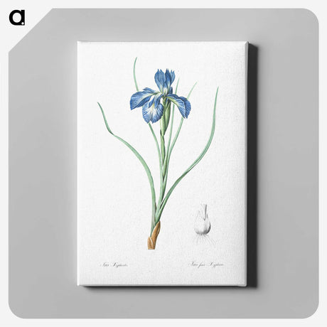 1-30_The-Lilies_canvas