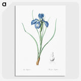 1-30_The-Lilies_picture-crop