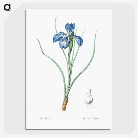 1-30_The-Lilies_picture-crop