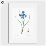 1-30_The-Lilies_picture