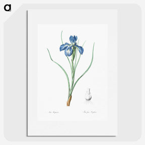 1-30_The-Lilies_picture