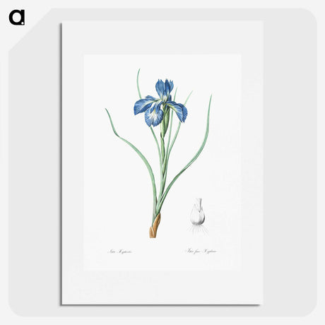 1-30_The-Lilies_picture