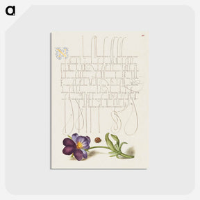 アートポストカード-Ladybird and European Wild Pansy
 - 書道のお手本 Postcard.