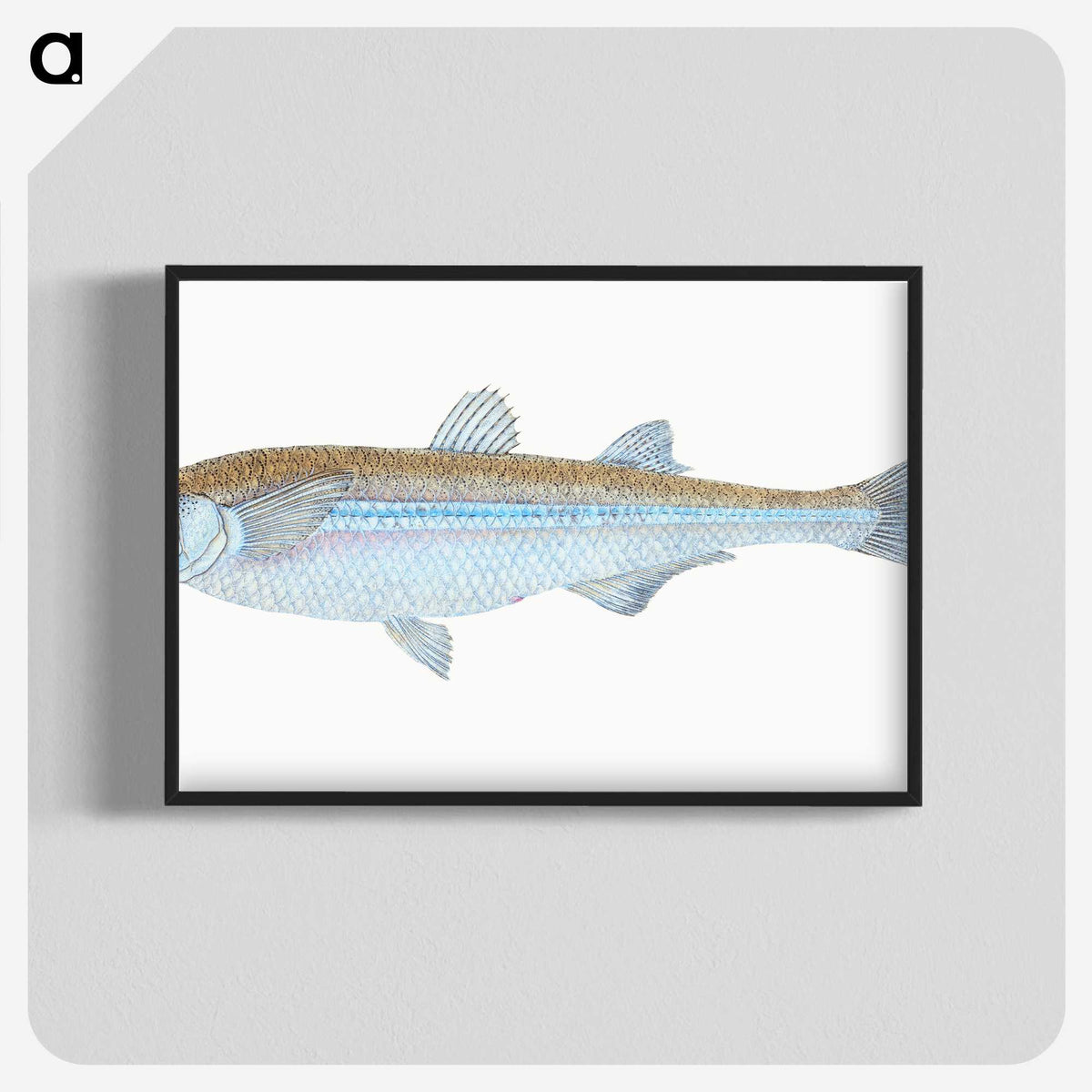 1-30_The-Natural-History-of-British-Fishes_blk-crop