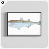 1-30_The-Natural-History-of-British-Fishes_blk-crop