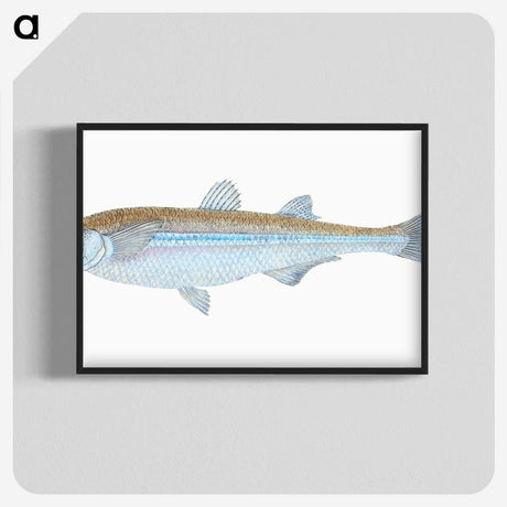 1-30_The-Natural-History-of-British-Fishes_blk-crop