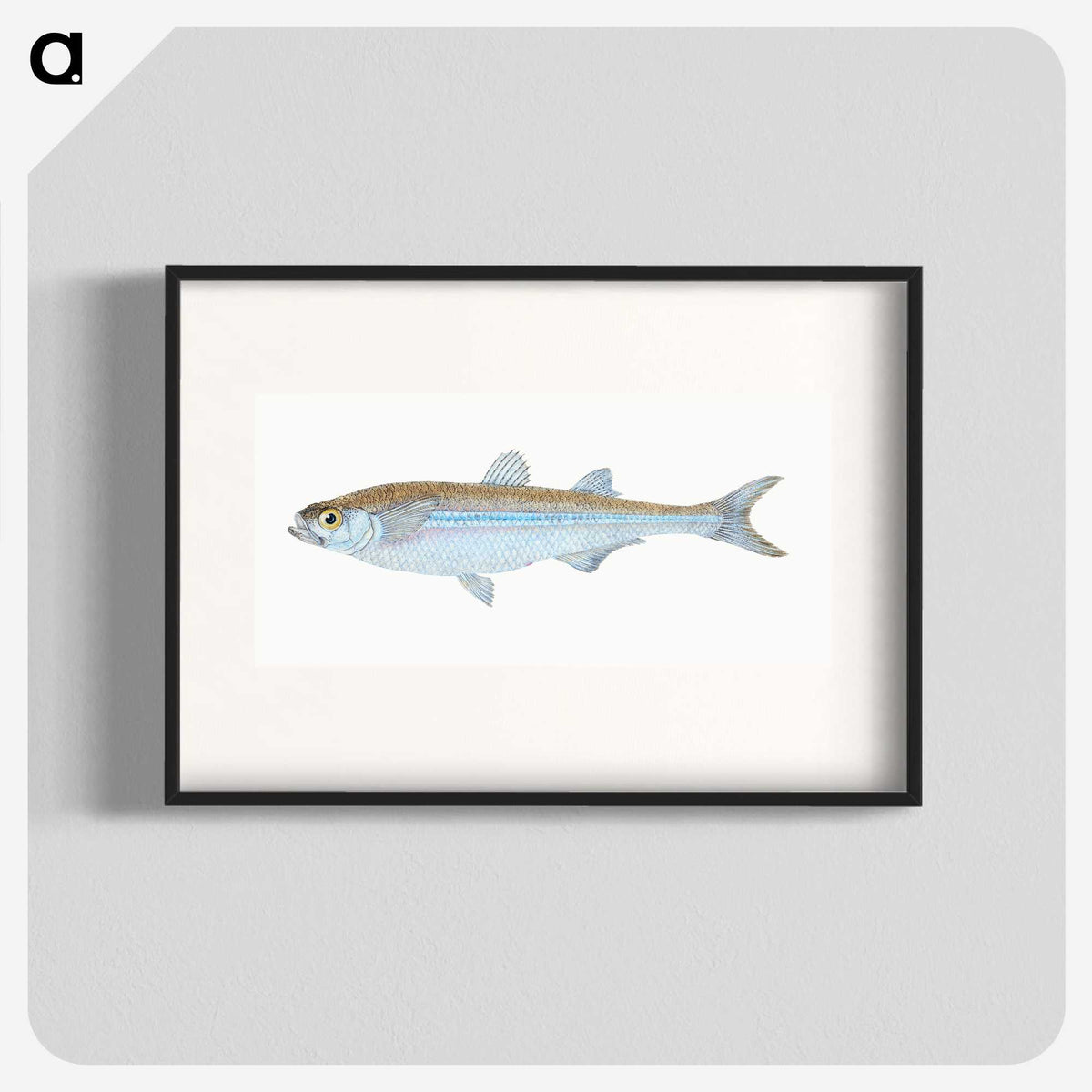 1-30_The-Natural-History-of-British-Fishes_blk