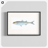 1-30_The-Natural-History-of-British-Fishes_blk