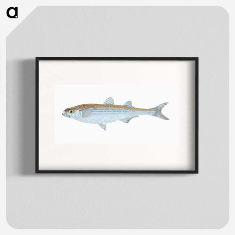 1-30_The-Natural-History-of-British-Fishes_blk