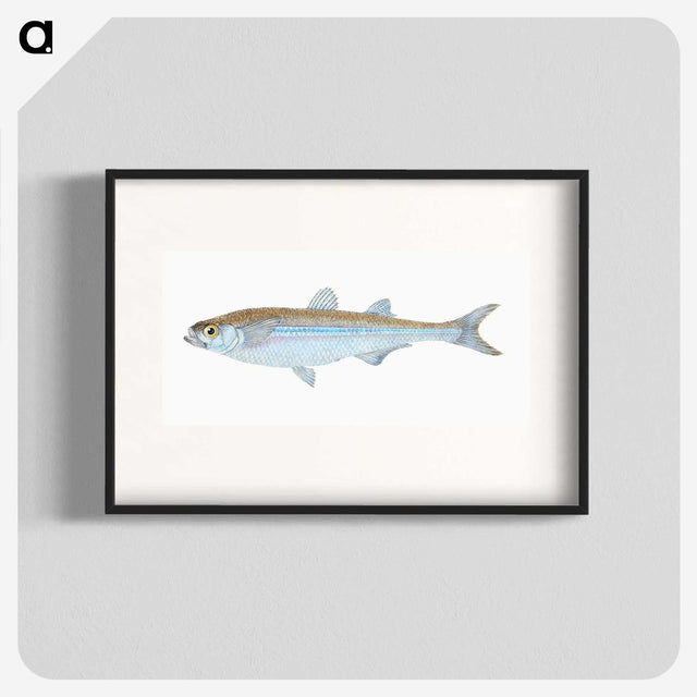 1-30_The-Natural-History-of-British-Fishes_blk