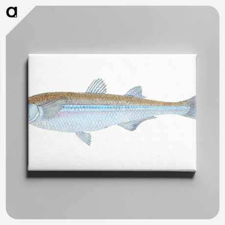 1-30_The-Natural-History-of-British-Fishes_canvas
