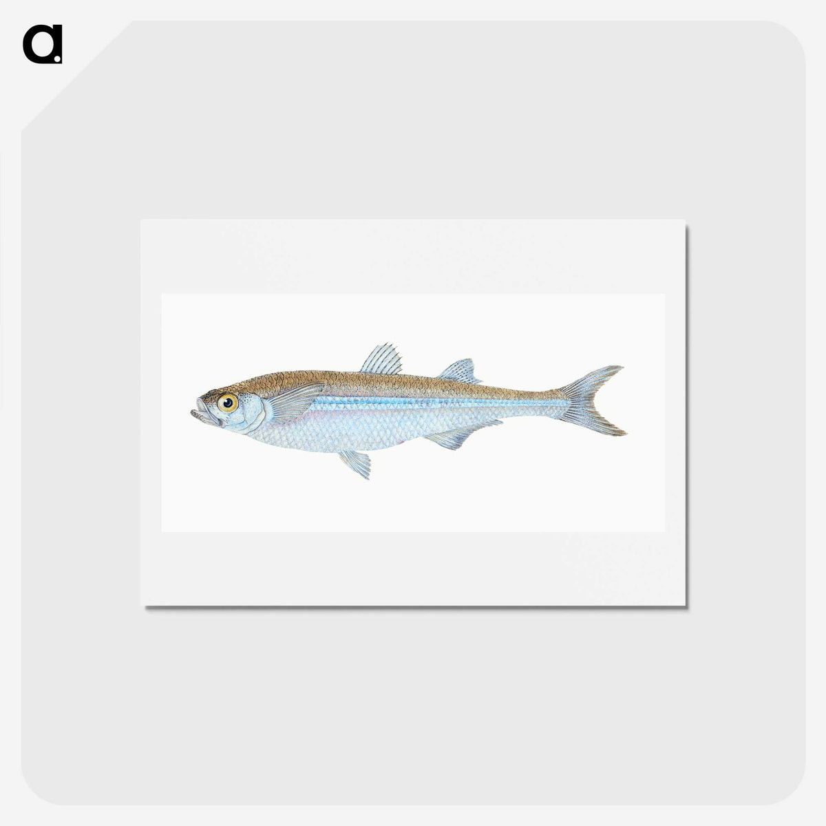 1-30_The-Natural-History-of-British-Fishes_hagaki