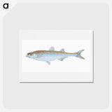 1-30_The-Natural-History-of-British-Fishes_hagaki