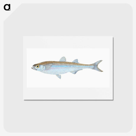 1-30_The-Natural-History-of-British-Fishes_hagaki