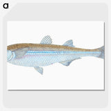 1-30_The-Natural-History-of-British-Fishes_picture-crop