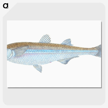 1-30_The-Natural-History-of-British-Fishes_picture-crop