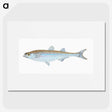 1-30_The-Natural-History-of-British-Fishes_picture
