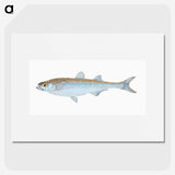 1-30_The-Natural-History-of-British-Fishes_picture