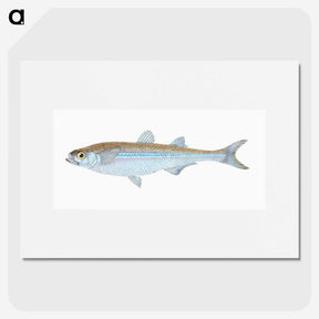 1-30_The-Natural-History-of-British-Fishes_picture