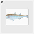 1-30_The-Natural-History-of-British-Fishes_postcard