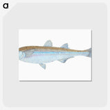 1-30_The-Natural-History-of-British-Fishes_postcard