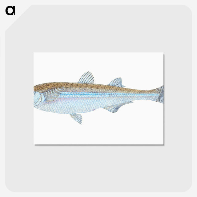1-30_The-Natural-History-of-British-Fishes_postcard