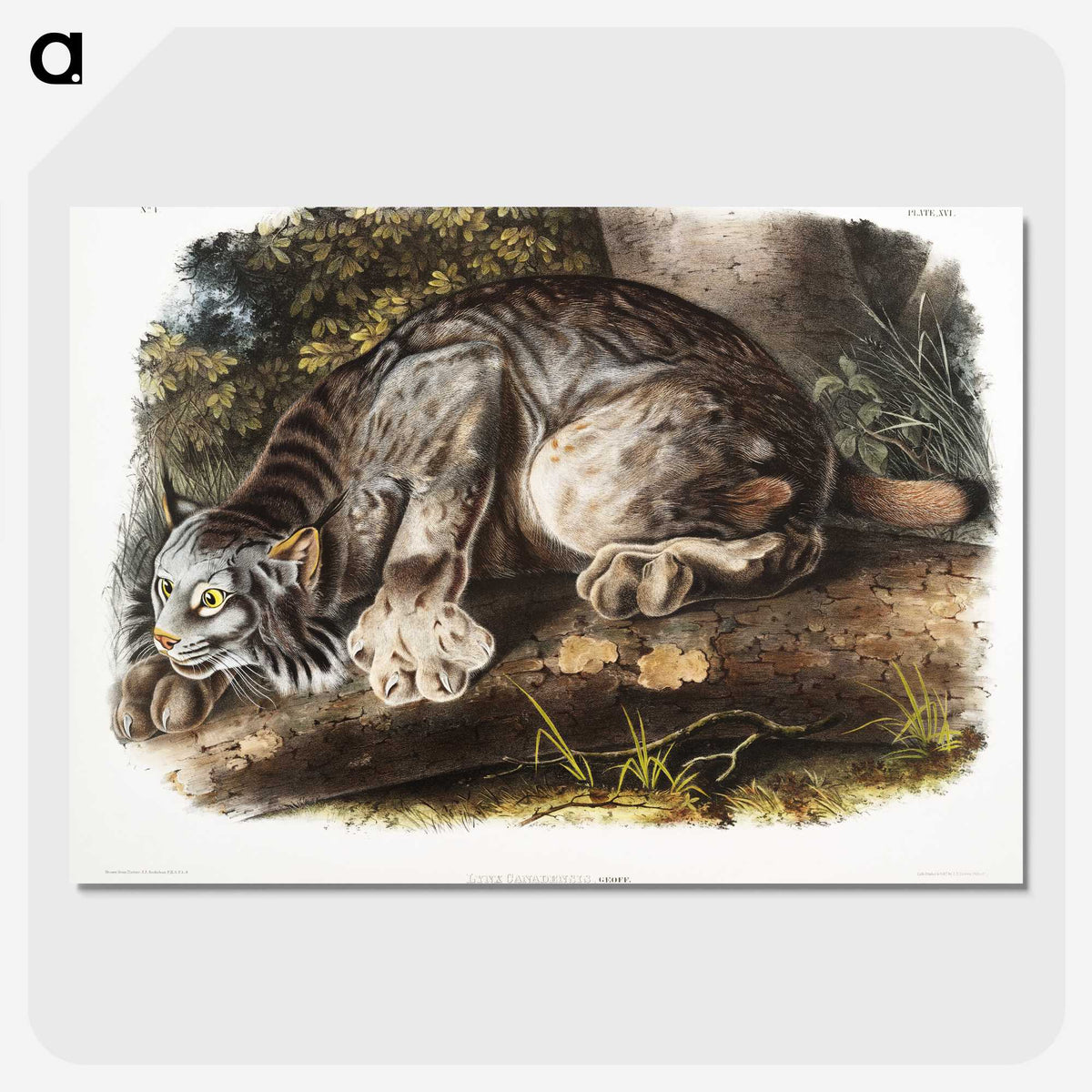 1-30_The-Viviparous-Quadrupeds_picture-crop