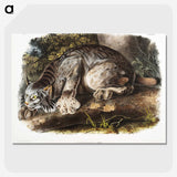 1-30_The-Viviparous-Quadrupeds_picture-crop