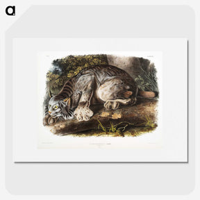 1-30_The-Viviparous-Quadrupeds_picture