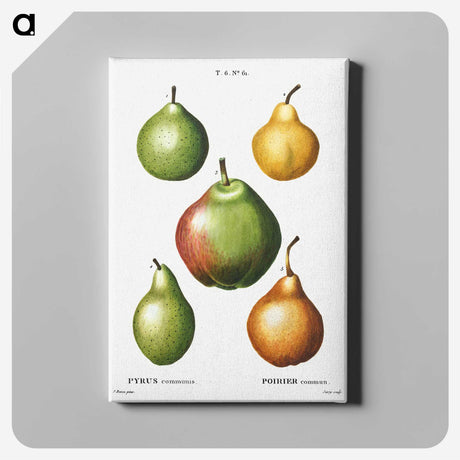 1-30_Treatise-on-Trees-and-Shrubs_canvas