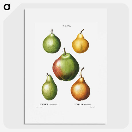 1-30_Treatise-on-Trees-and-Shrubs_picture