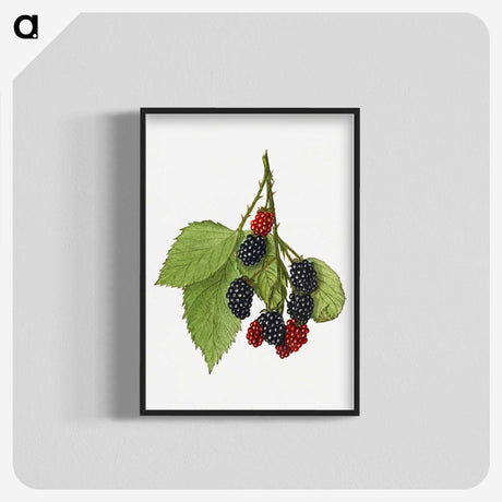 1-30_USDA-Watercolor-Fruit-Painting-Collection_blk-crop