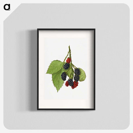 1-30_USDA-Watercolor-Fruit-Painting-Collection_blk