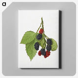 1-30_USDA-Watercolor-Fruit-Painting-Collection_canvas