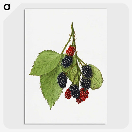 1-30_USDA-Watercolor-Fruit-Painting-Collection_picture-crop