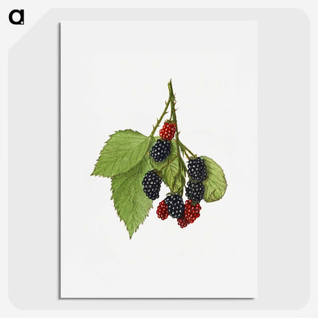 1-30_USDA-Watercolor-Fruit-Painting-Collection_picture